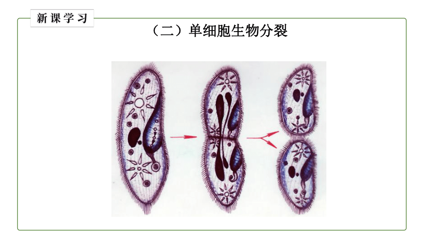 人教版初中生物七年级上册同步教学2.2.1 细胞通过分裂产生新细胞课件(共21张PPT)