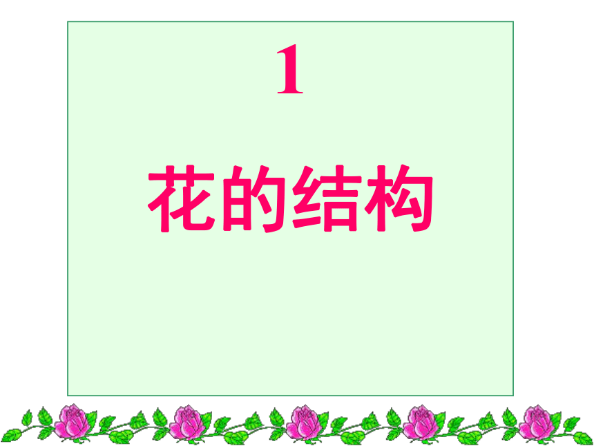 人教版生物七年级上册  3.2.3  开花和结果  课件(共36张PPT)