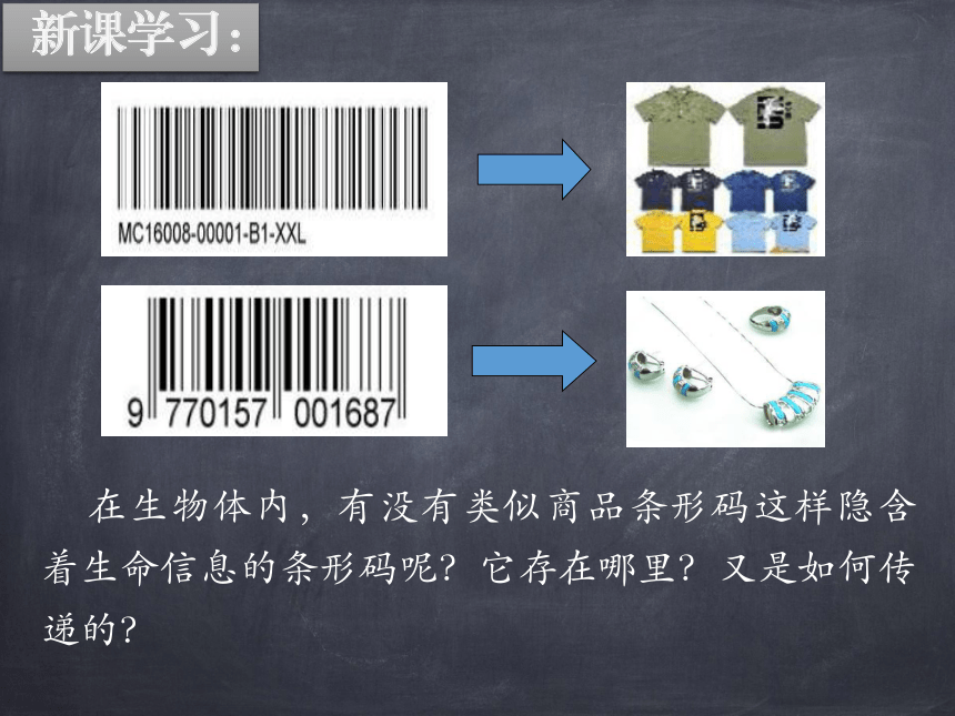 6.20.2性状遗传的物质基础课件(共28张PPT)2022-2023学年北师大版生物八年级上册