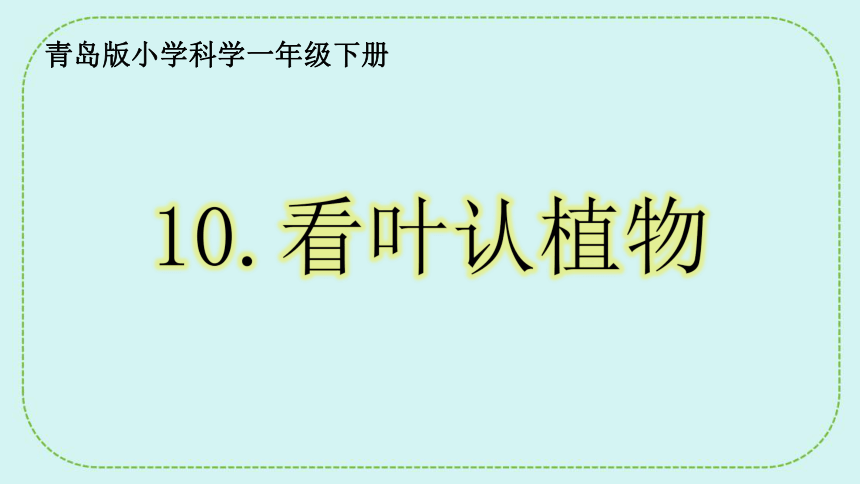 青岛版（六三制2017秋）一年级下册科学 3.10. 看叶认植物 课件(共21张PPT)