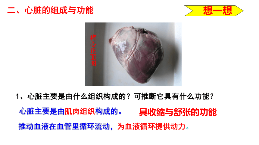 2022-2023学年人教版生物七年级下册  4.4.3输送血液的泵——心脏（第1课时） 课件  (共18张PPT)