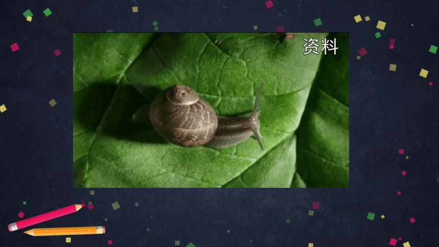 湘科版（2017秋）2.2 观察蜗牛的反应（课件21张ppt）
