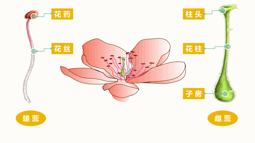 第3节 生殖器官的生长 课件（21张PPT）