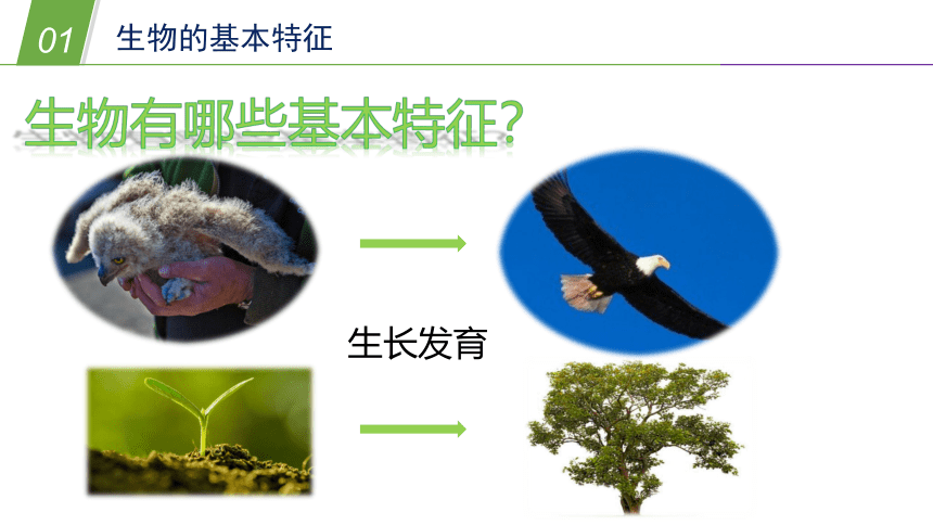 生物的基本特征（课件 25PPT）