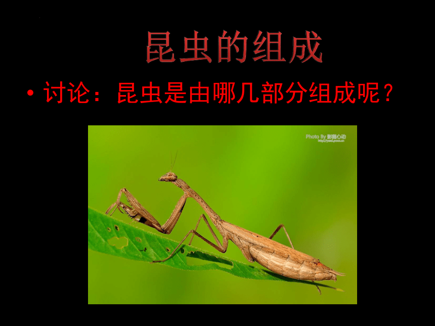人美版（北京） 美术一年级上册 11 昆虫的一家 课件 (共27张PPT)