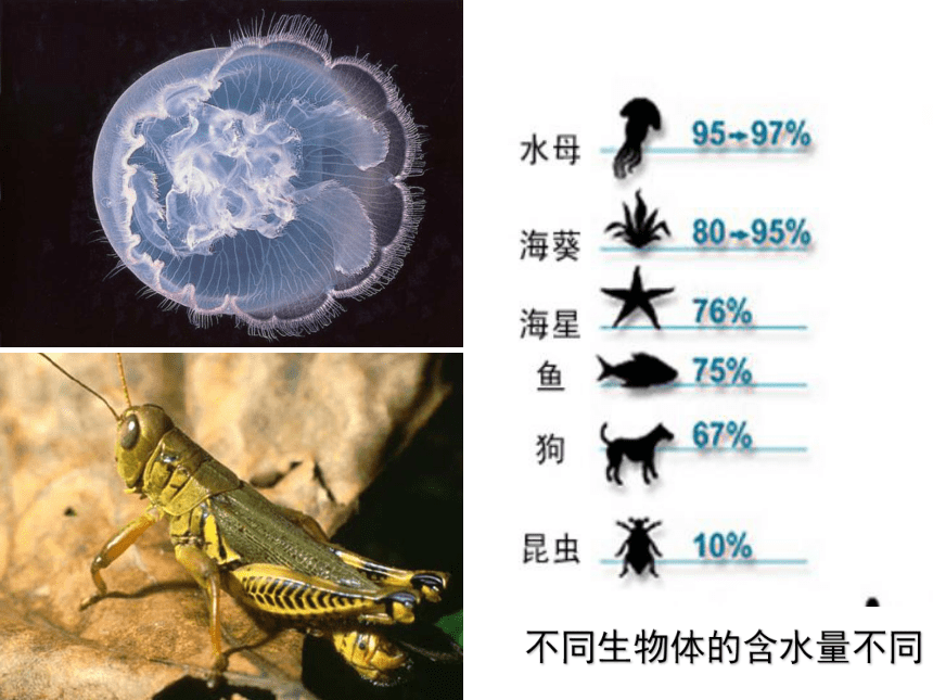 人教版生物高中必修一2-5：细胞中的无机物(29张PPT)