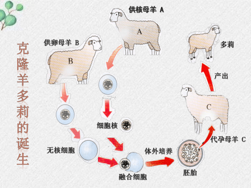 20.2性状遗传的物质基础课件(共23张PPT)