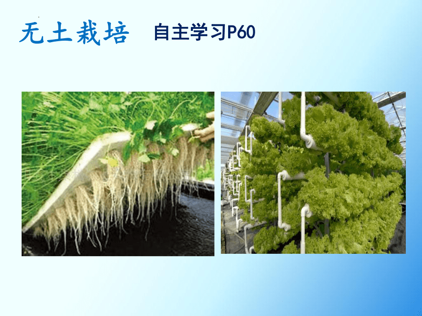 3.4.2绿色植物的生长需要水和无机盐（第1课时）课件(共22张PPT) 2022-2023学年苏科版生物七年级上册