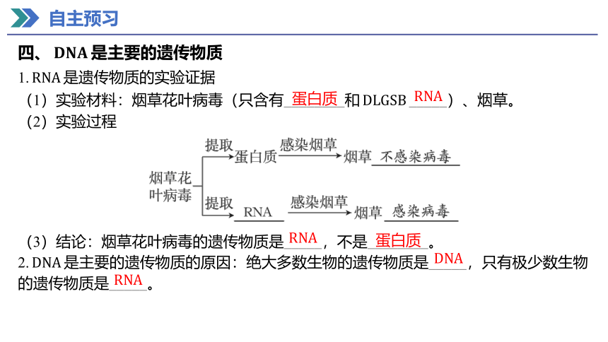 3.1 DNA是主要的遗传物质 课件(共50张PPT) 2023-2024学年高一生物人教版（2019）必修第二册