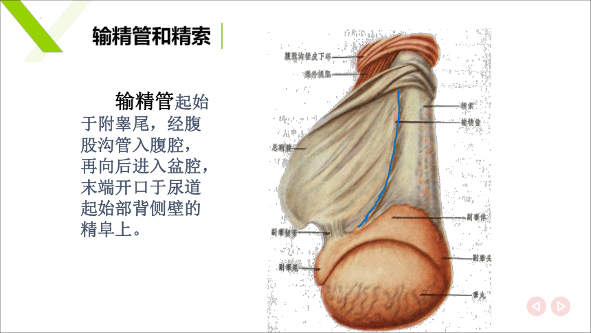 6.1.1雄性生殖器官 其他雄性器官 课件(共15张PPT)《畜禽解剖生理（第四版）》同步教学(高教版)