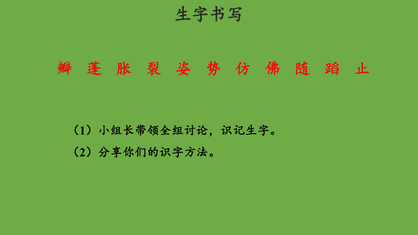 3.《荷花》第一课时示范课件（共30张PPT）