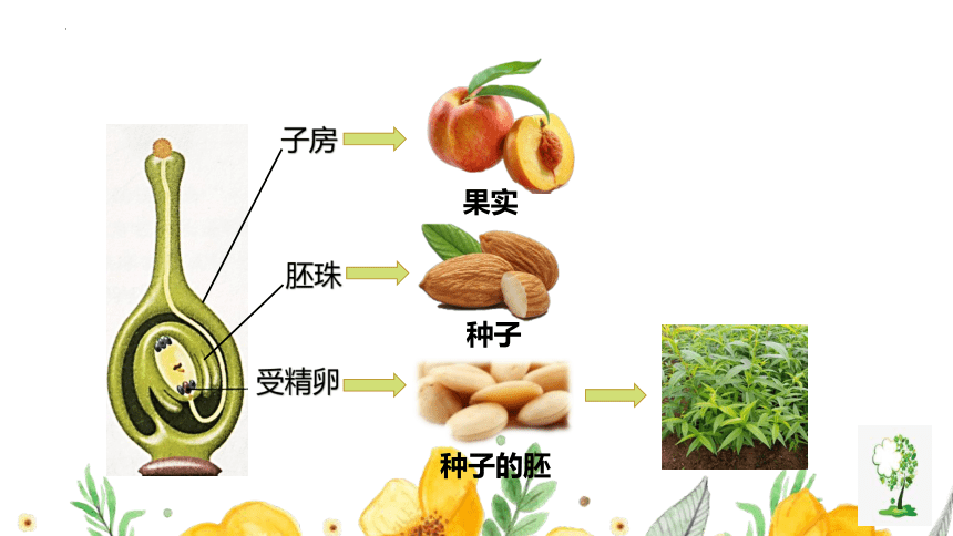 7.1.1植物的生殖课件（共36张PPT）2022-2023学年人教版生物八年级下册