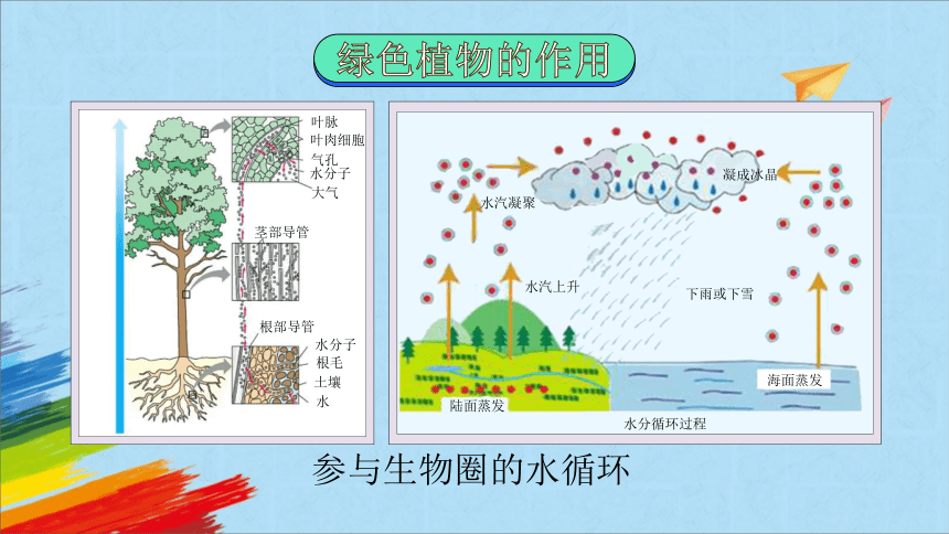 人教版七年级生物上册   3 . 6  爱护植被，绿化祖国  教学课件 (共43张PPT＋内嵌2个视频)