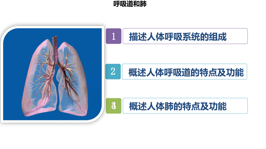 2.3.1.1 呼吸道和肺（课件）七年级生物下册（冀教版）（共19张PPT）