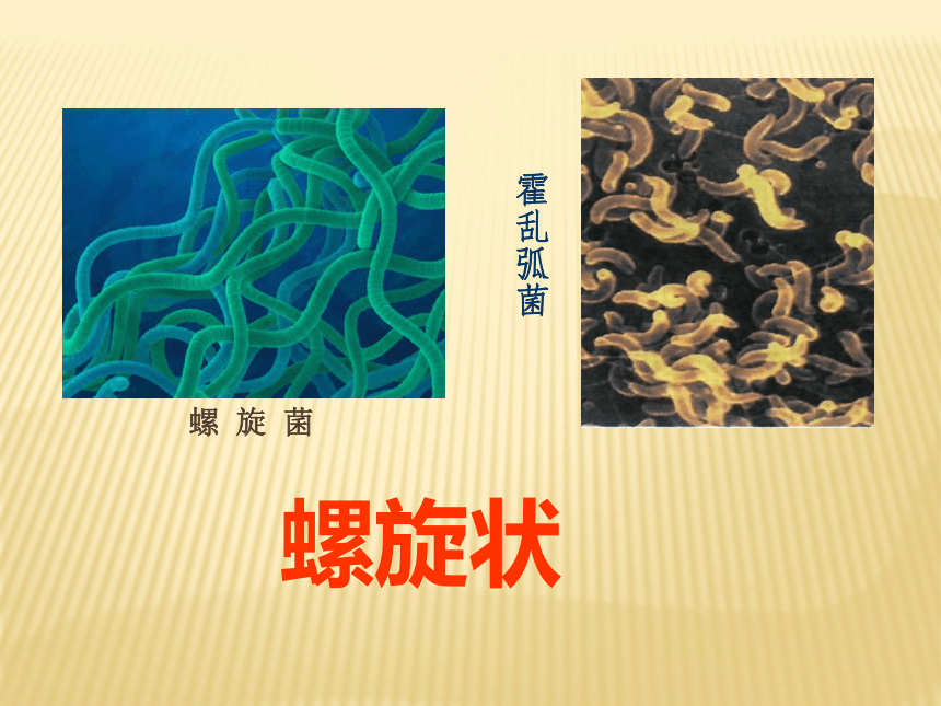 冀教版八上生物 5.1.1细菌 课件(共32张PPT)