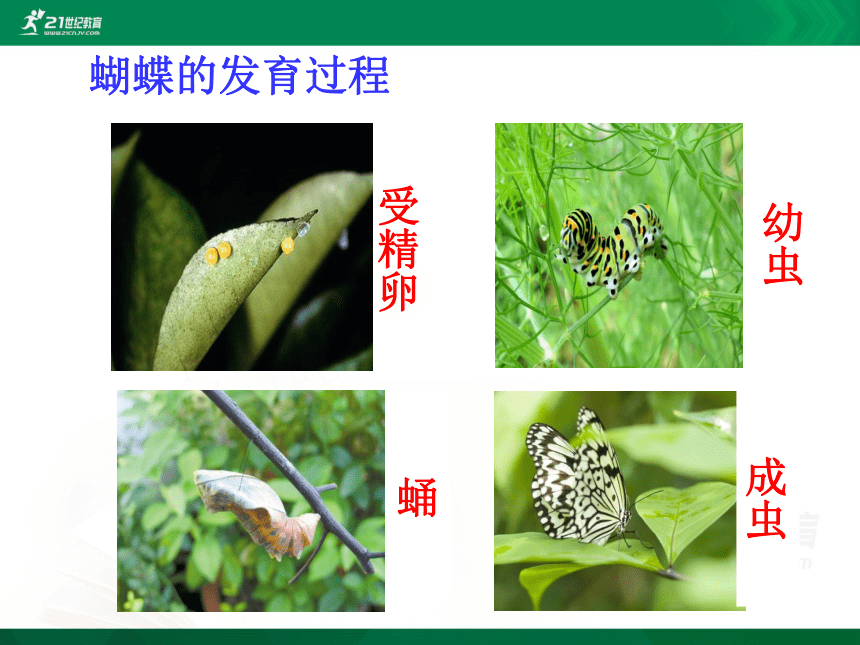 7.1.2昆虫的生殖和发育 课件(共21张PPT)