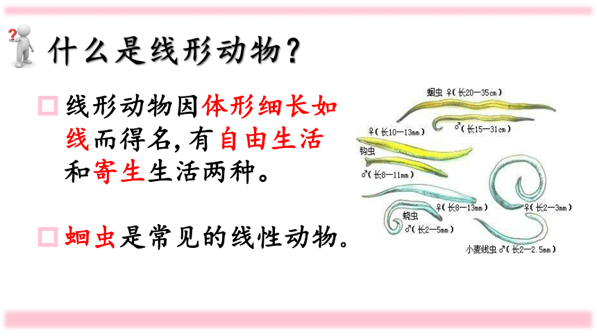 人教版八年级生物上册 5.1.2 线形动物和环节动物 课件  （36张 ）