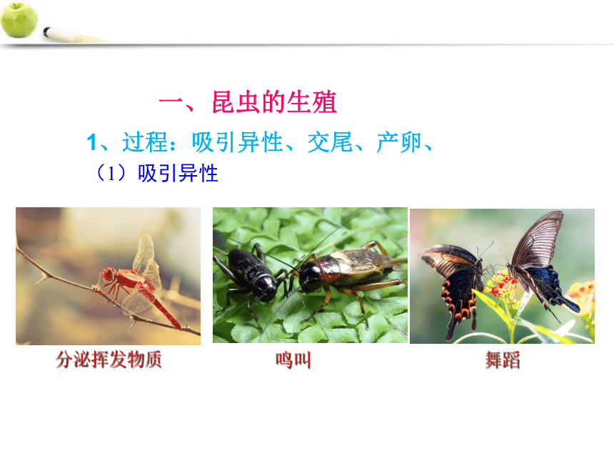 2021-2022学年济南版生物八年级上册第四单元第二章第一节昆虫的生殖和发育  课件(共23张PPT)