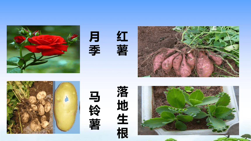 青岛版（五年制2017）三年级下册科学4. 14.植物的“分身术”（课件共16张）