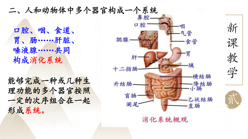 2.4.2 生物体的器官、系统课件(共18张PPT)北师大版七年级生物上册