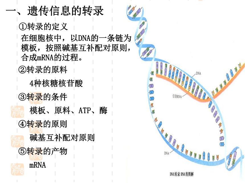 苏教版高中生物必修2第2章第三节《基因控制蛋白质的合成》微课教学课件(共37张PPT)