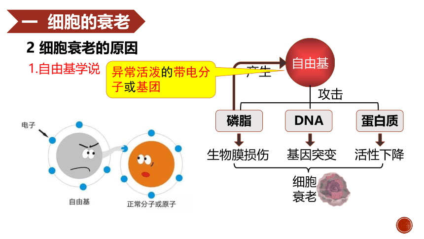 6.3细胞的衰老和死亡 课件(共20张PPT) 2022-2023学年高一上学期生物人教版必修1