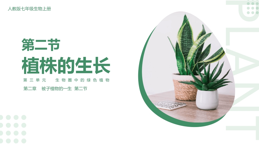 第二节 植株的生长 课件（30张PPT）