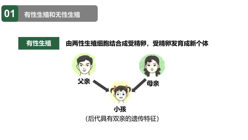 7.1.1人教版植物的生殖课件(共24张PPT)