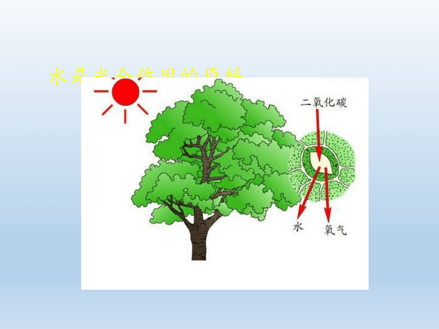 北师大版生物八年级下册 8.23.1 生物的生存依赖一定的环境  课件(共28张PPT)