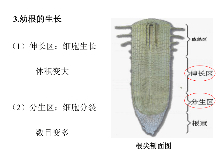 初中生物人教版七年级上册3.2.2植株的生长课件(共33张PPT)