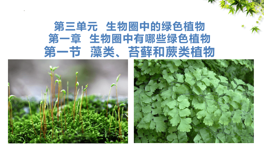 3.1.1藻类、苔藓和蕨类植物课件(共31张PPT) 2022-2023学年 人教版七年级上册生物