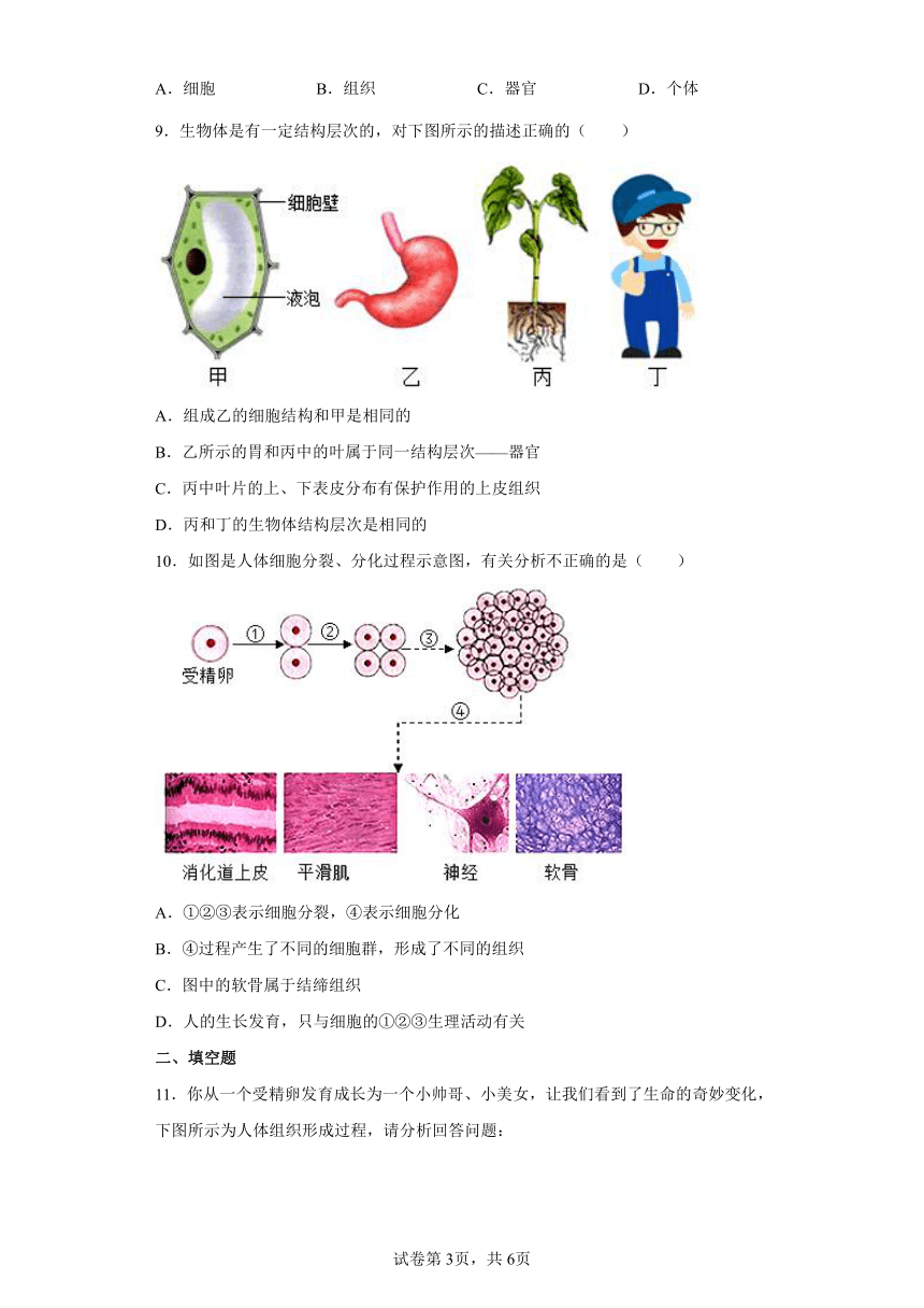 2.3 生物体的结构层次 同步练习（含解析）