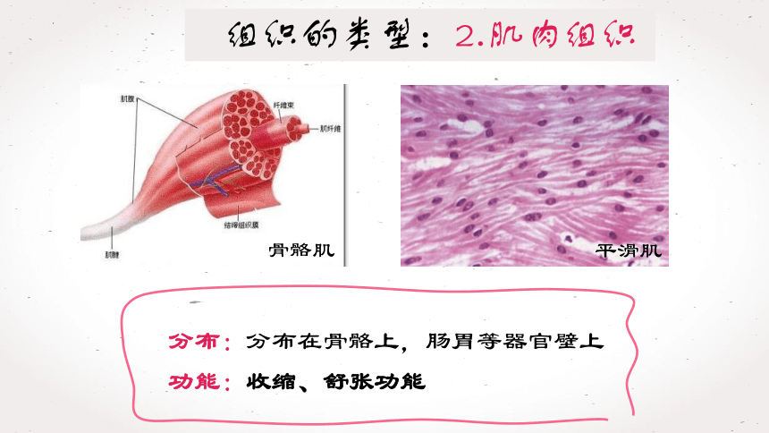 2.2.2  动物体的结构层次课件 (共21张PPT)2022--2023学年人教版生物七年级上册