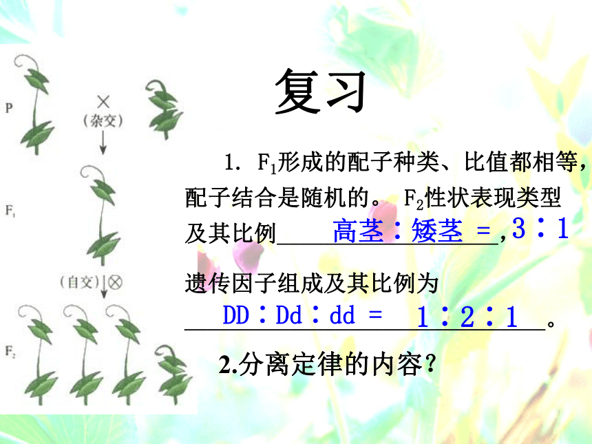 人教版高中必修二生物第二节：孟德尔的豌豆杂交实验(二)(57张ppt)