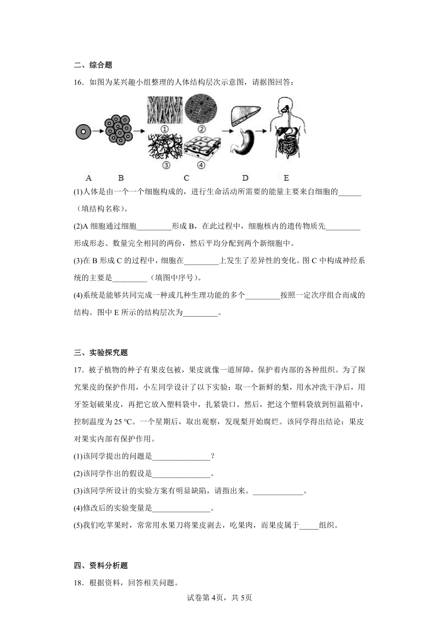 北师大版生物七年级上册 2.4 生物体的结构层次 练习 题（附答案）