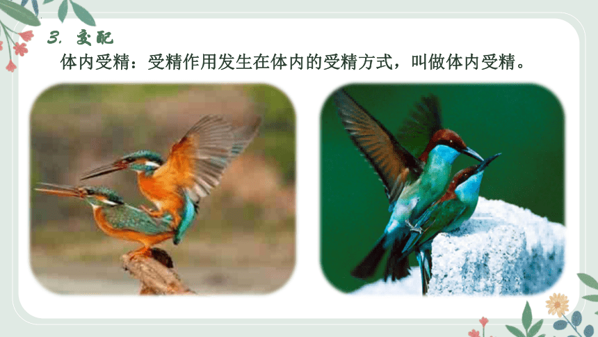 8.21.5 鸟类的生殖与发育课件(共27张PPT)2022-2023学年苏教版生物八年级下册