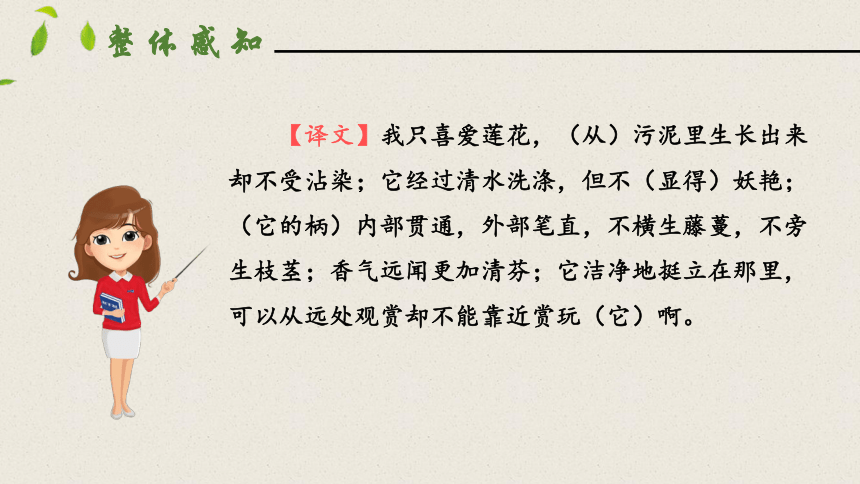 17短文两篇爱莲说 课件