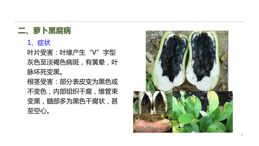 9.1.2病虫害防治 课件(共18张PPT)-《蔬菜生产技术》同步教学（中国农业出版社）