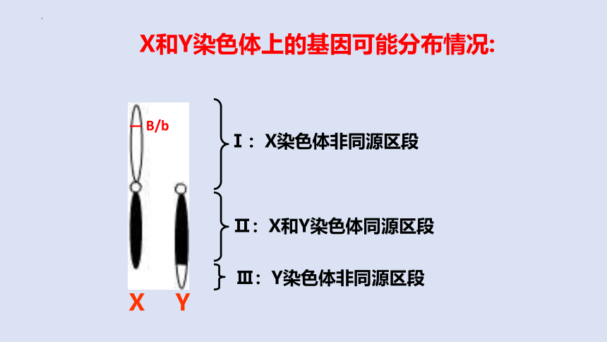 2022-2023学年高一下学期生物人教版必修2-2.3伴性遗传课件（23张ppt）