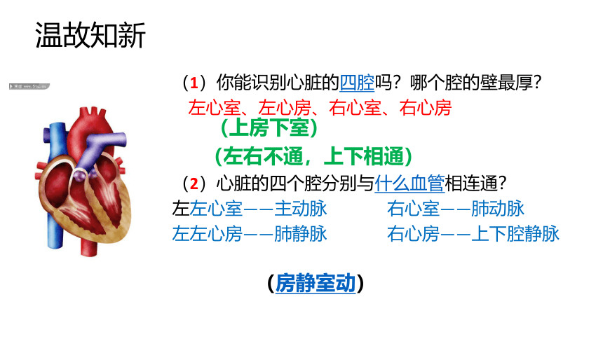 济南版七年级下册生物 3.3物质运输的途径 课件（19张PPT）