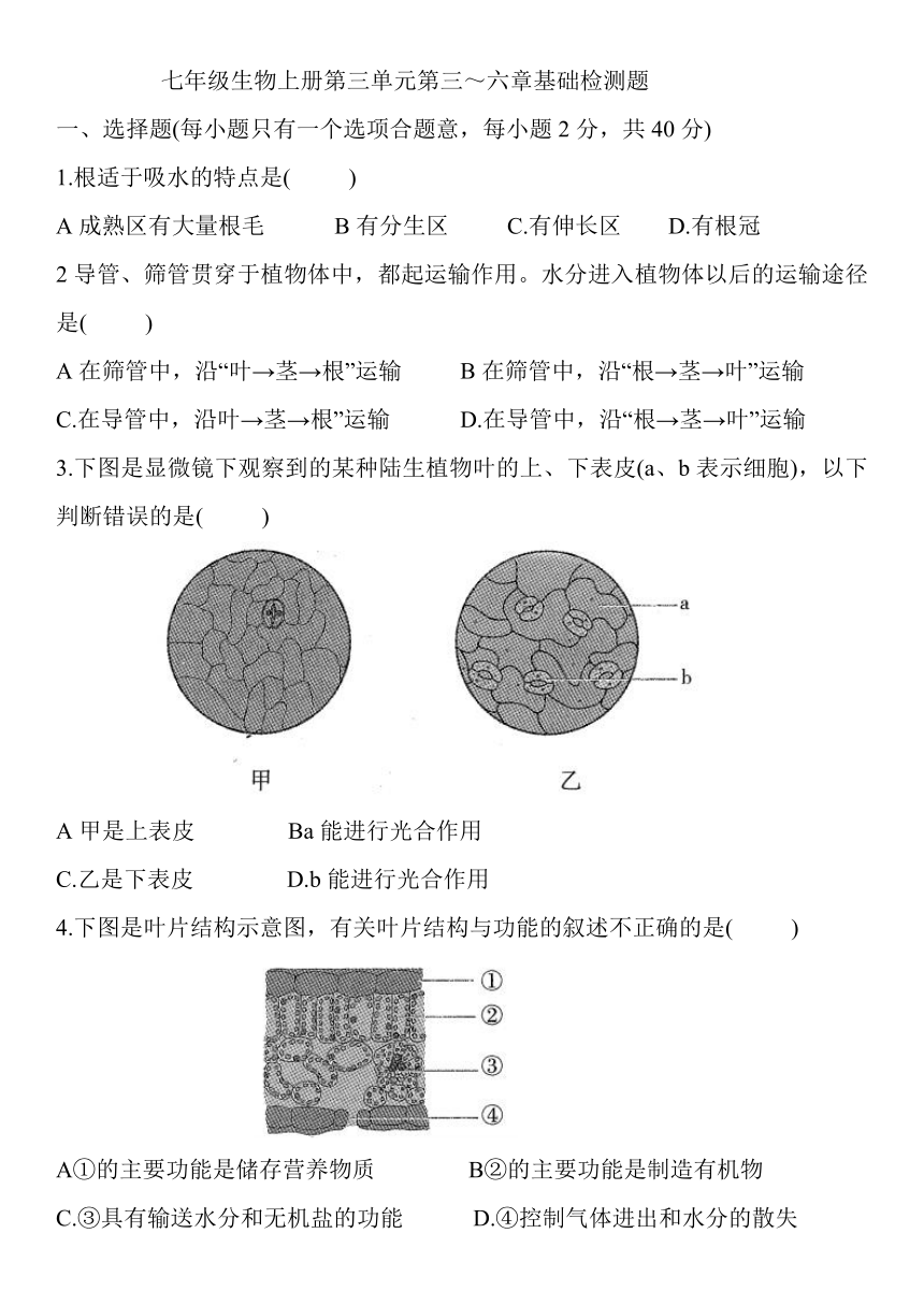 人教版七年级生物上册第三单元生物圈中的绿色植物（第三～六章）基础检测题（Word版含答案）