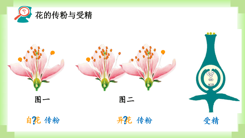 人教版生物八年级下册7.1.1植物的生殖课件(共51张PPT)