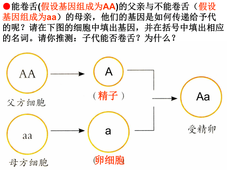 7.2.3基因的显性与隐性课件(共24张PPT) 人教版生物八年级下册