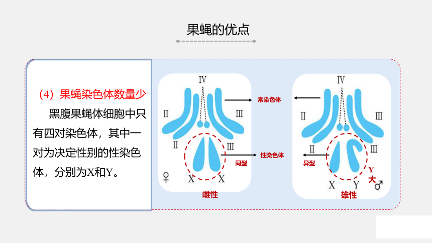 苏教版（2019）高中生物 必修二  1.4 基因在染色体上 课件（共36张PPT）