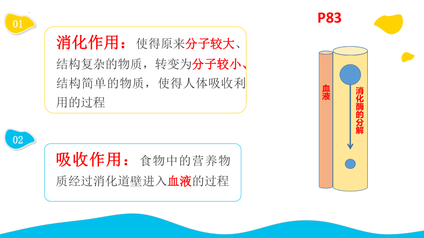 3.5.4.人体对于食物的消化和吸收课件2022--2023学年苏科版生物七年级上册（共25张PPT）