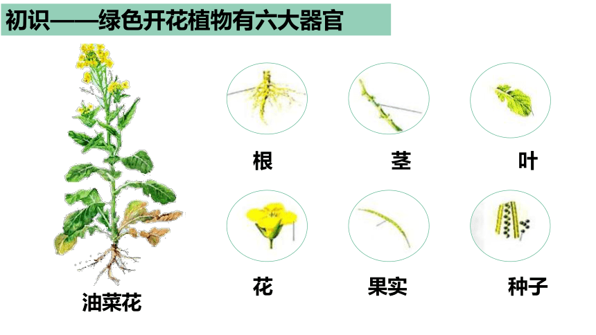 2022-2023学年人教版生物七年级上册2.2.3 植物体的结构层次  课件 (共23张PPT)