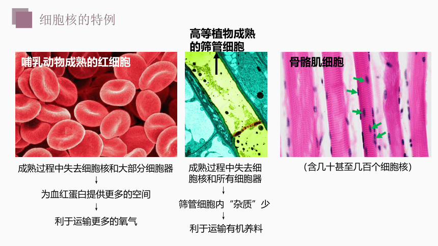 3.2细胞内具有许多独立结构课件（共35张PPT、含4份视频）高一生物学（沪科2019必修1）
