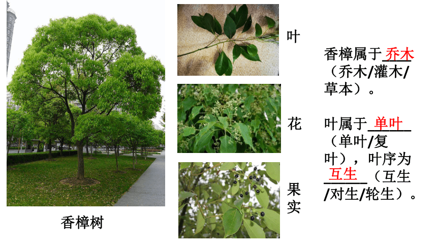 重难点讲解02 植物与跨学科-2023年中考跨学科案列分析【热点?重点?难点】精讲专练（上海专用）(共31张PPT)