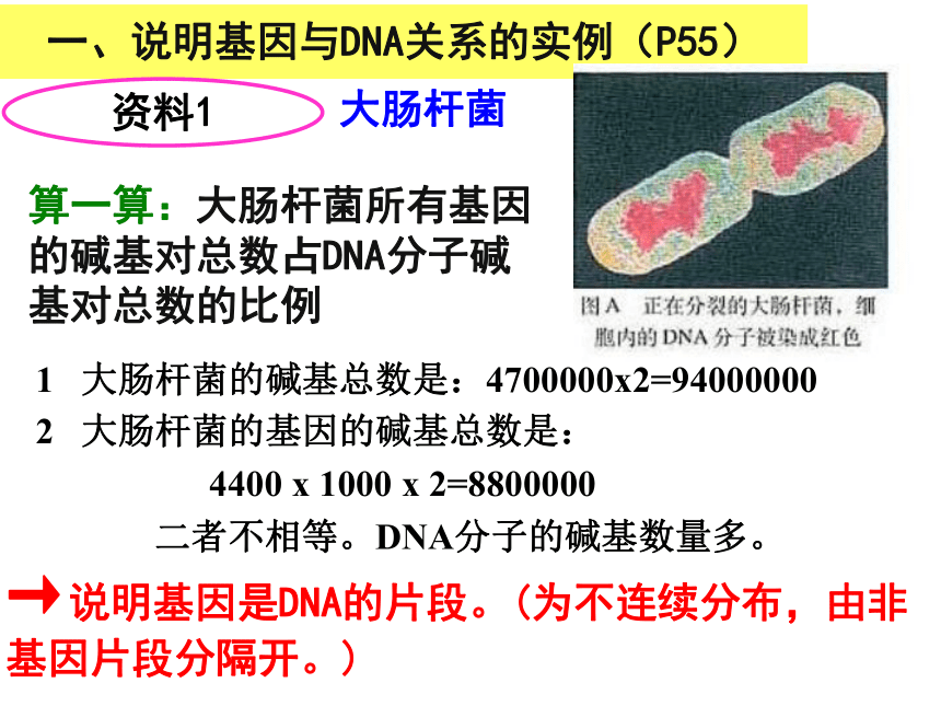 3.4 基因是有遗传效应的DNA片段课件(共25张PPT)2022-2023学年高一下学期生物人教版必修2