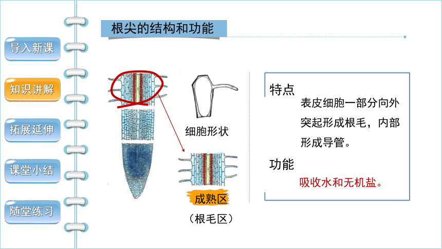 人教版生物七年级上册 3.2.2 植株的生长 2022--2023学年课件 (共29张PPT)